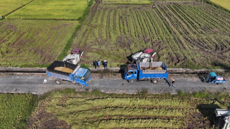 江西永丰：秋收好风景 晚稻收割忙