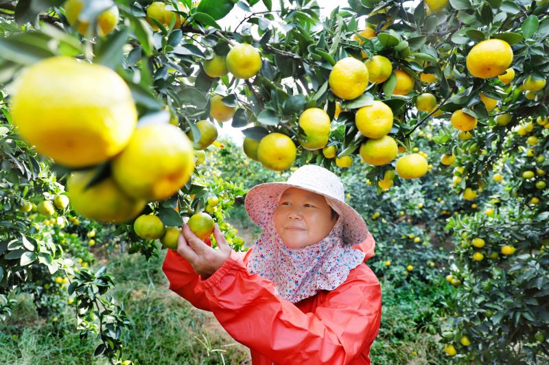 江西新余：蜜桔压枝采摘忙