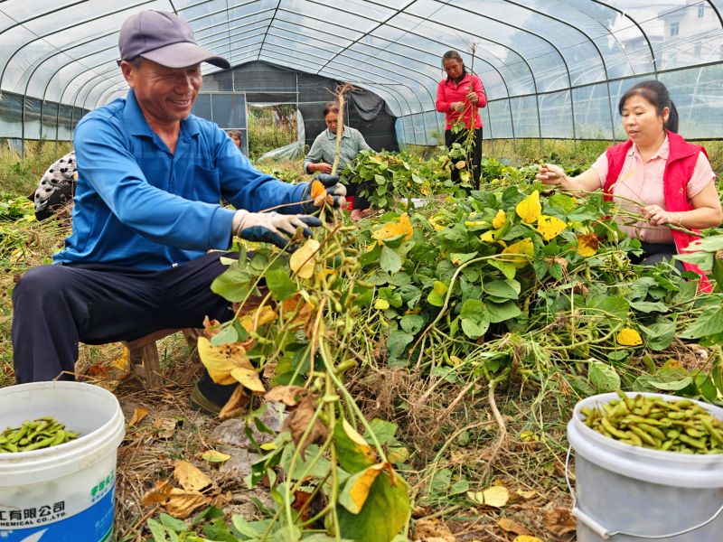 江西万安：菌豆轮作 一地双收提效益