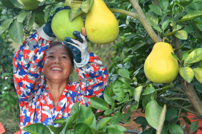 江西吉安：蜜柚丰收采摘忙