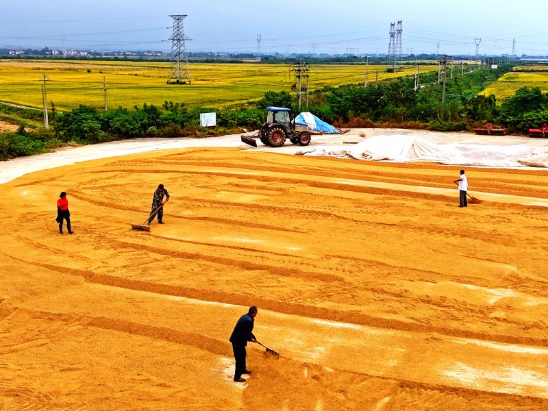 赣江新区：晾晒稻谷  颗粒归仓