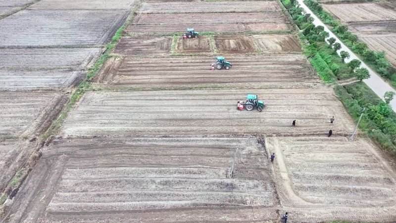 江西永丰：千亩油菜种植忙