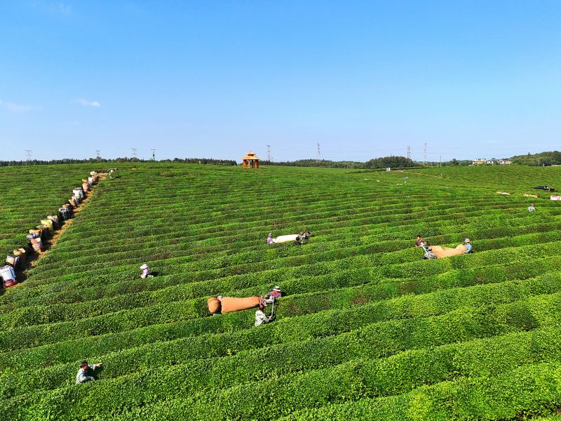 江西赣江新区：霜降时节采茶忙
