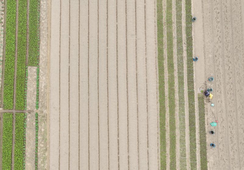 江西遂川：田园劳作忙特色种植促增收