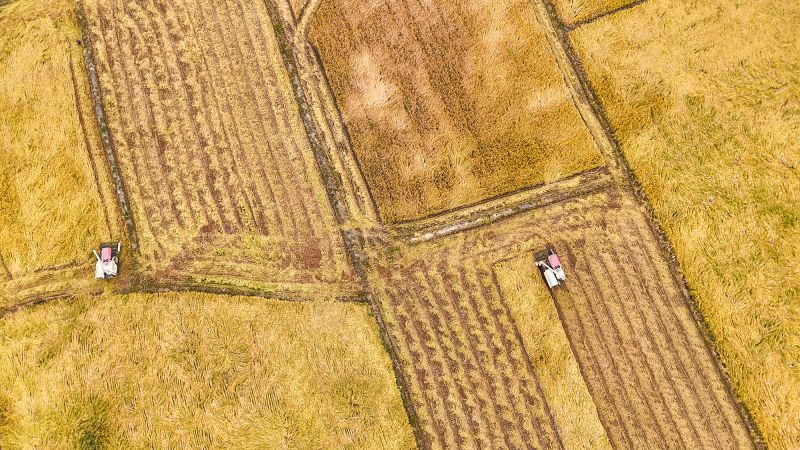 江西余干：稻田披“金装” 秋收映丰年