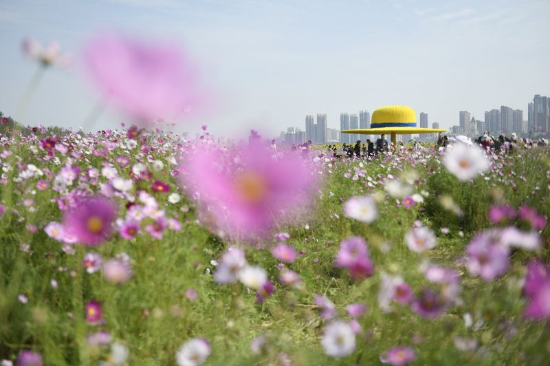 【视频】江西南昌：龙沙湾百亩花海公园惊艳秋日