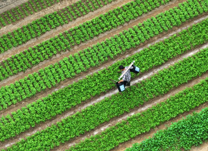江西泰和：秋冬蔬菜管护忙