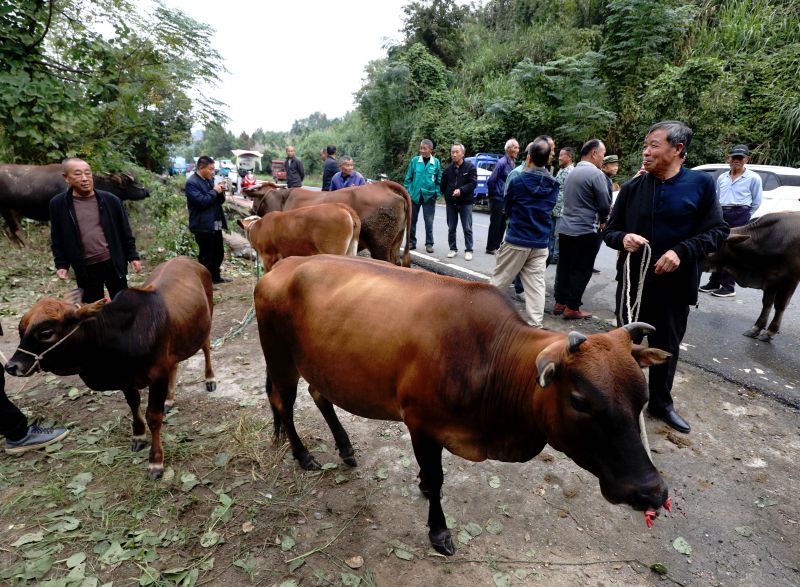 江西分宜：乡村牛市交易火热