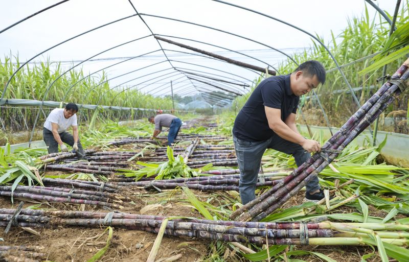 江西瑞昌：采收甘蔗