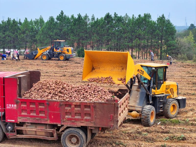 江西泰和：金秋薯农丰收忙