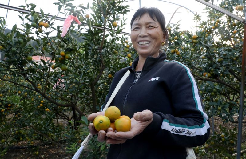 江西遂川：金桔缀枝绘丰收 产业兴旺富乡亲