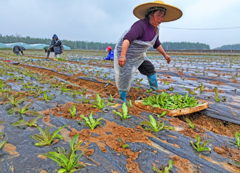江西泰和：冬季蔬菜种植忙