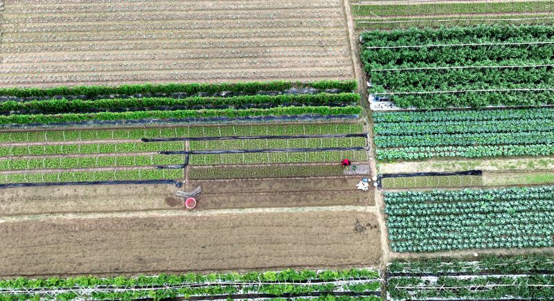 江西遂川：特色种植绘就田园 “丰” 景