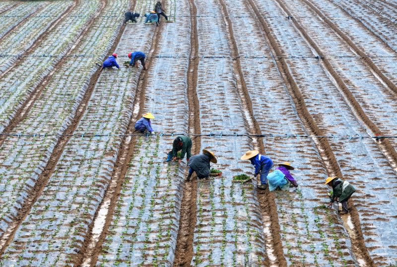 江西泰和：立冬将至农事忙