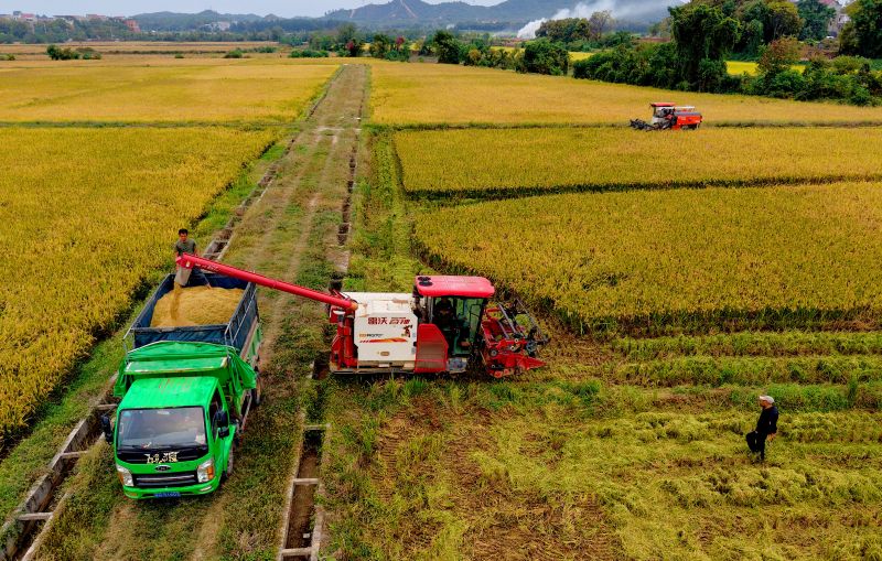 江西乐平：晚稻喜获丰收