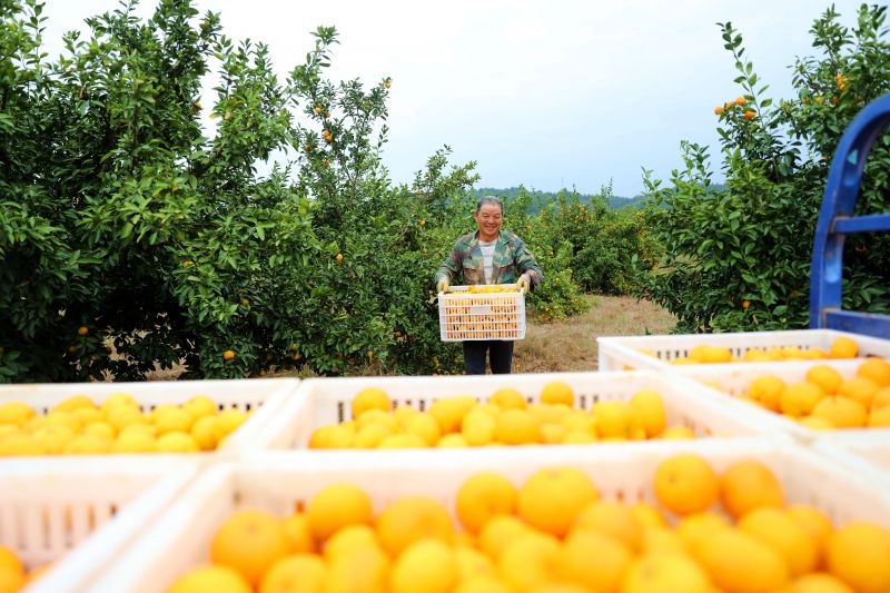 江西峡江：“甜蜜经济”助农增收