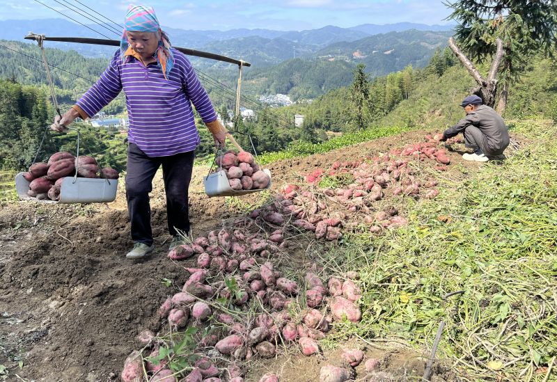 江西遂川：红薯丰收绘就乡村振兴好“丰”景