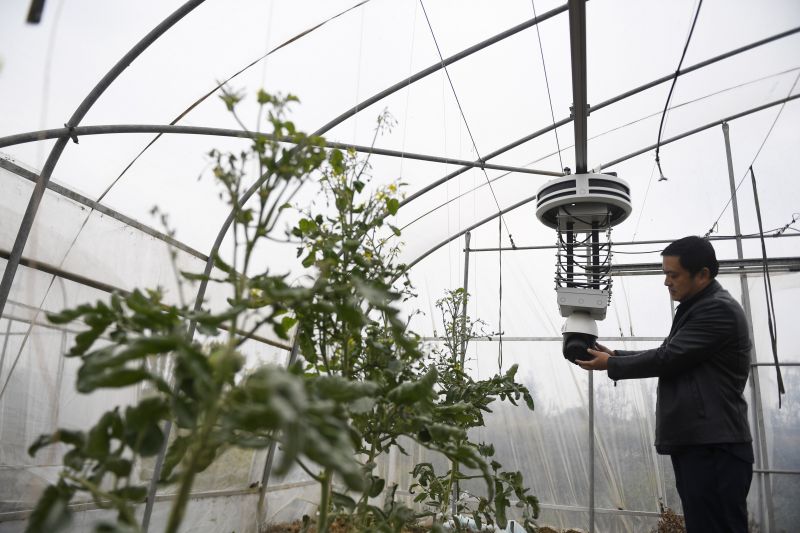 江西南昌：AI机器人守护大棚 为作物开“健康处方”