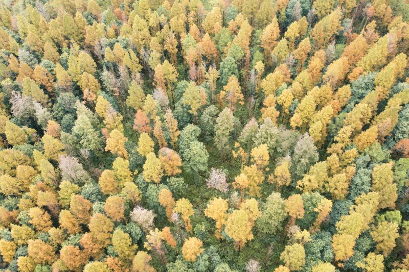 江西泰和：水杉林海披彩衣 秋日乡野绘盛景