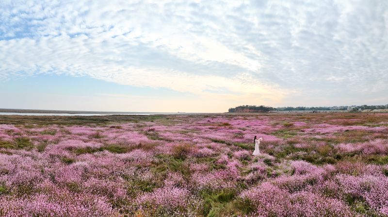 【视频】江西庐山：蓼子花开 粉紫花海引客来