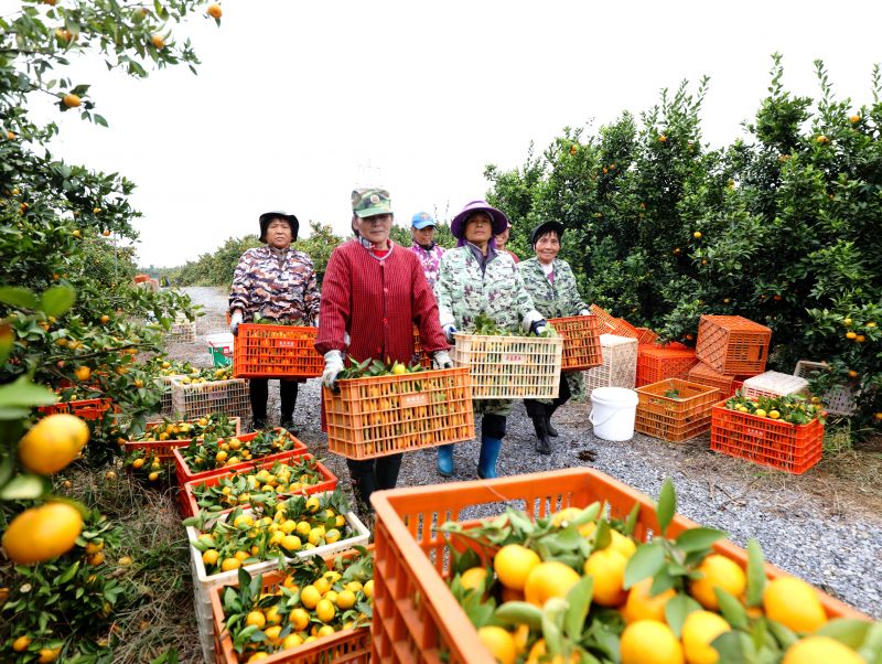 江西分宜：橘飘香 采摘忙
