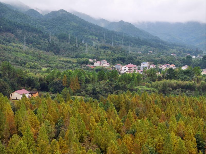 江西泰和：水杉林美如画