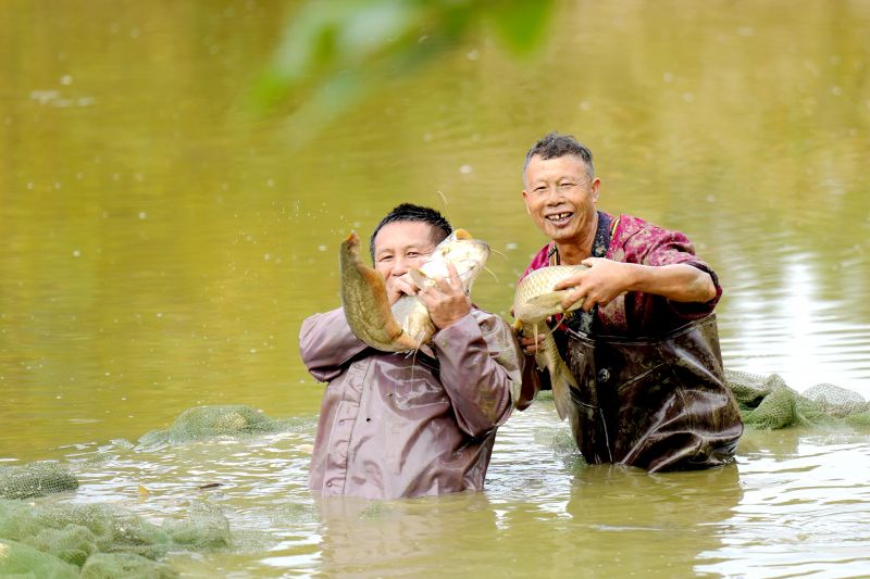 江西上高：鱼跃人欢庆丰收