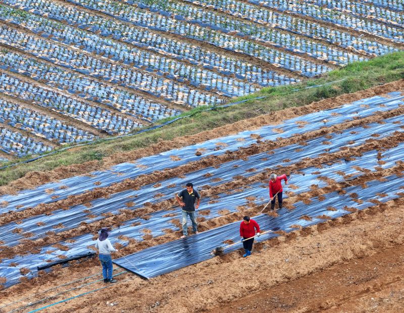江西泰和：田间盖膜备冬种