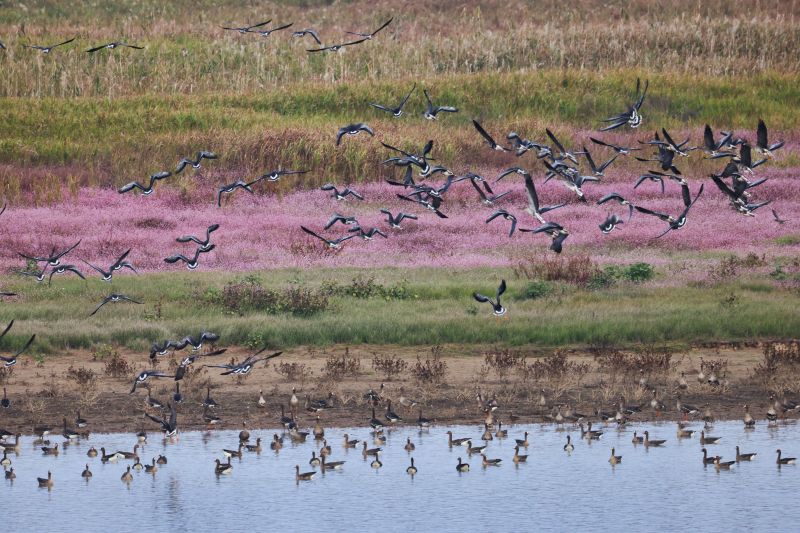 江西：鄱阳湖畔生态美 万鸟齐飞蓼花开