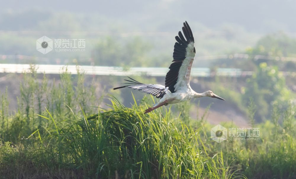  2021年7月21日，正值盛夏时节，两只国家一级?；ざ?mdash;—东方白鹳在江西省瑞昌市赤湖湿地嬉戏、觅食。