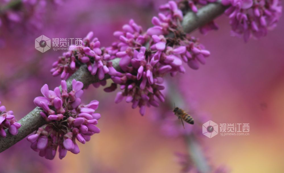 3月15日，江西省吉安市安福县明月山林场洲湖分场紫?；?，蜜蜂飞舞花间采蜜。