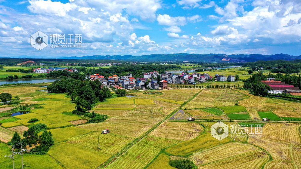 2022年7月1日，江西省吉安市吉水县乌江镇新田村高标准农田一片忙碌，粮农正抢抓晴好天气收割早稻，确保颗粒归仓。