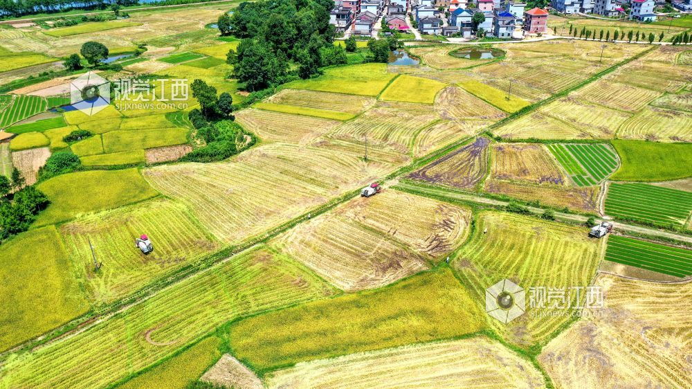 2022年7月1日，江西省吉安市吉水县乌江镇新田村高标准农田一片忙碌，粮农正抢抓晴好天气收割早稻，确?？帕９椴?。