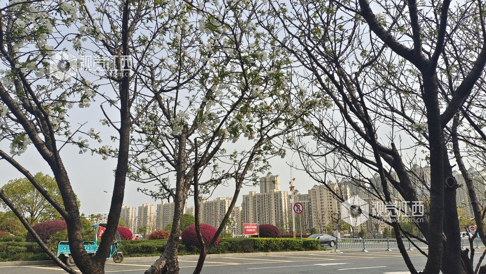 3月12日，在江西吉安吉州大道，两旁的白色?；ň合嗾婪牛匀耍啦皇な?，令人心旷神怡。