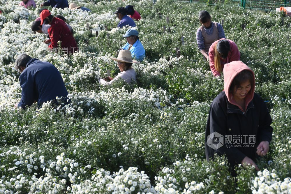 2023年11月14日，初冬的江西省鄱阳县鄱阳镇道汊村乡村振兴产业基地菊花飘香，黄菊、白菊以及各色菊花争相开放，村民们抓住晴好天气进行采摘和烘干?；啬谝慌煞泵跋?。