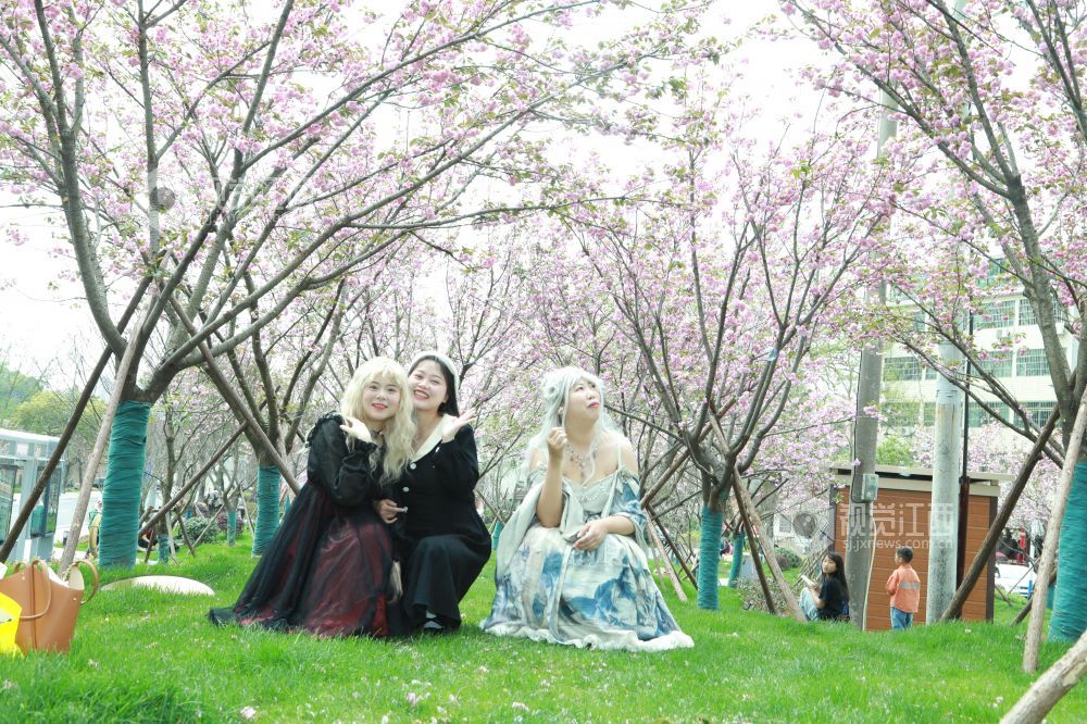 2024年3月24日，恰逢周末，在江西万安县芙蓉镇月亮湾小区广场附近的一株株樱花迎风盛开，吸引了周末外出游玩的市民前来赏花打卡。