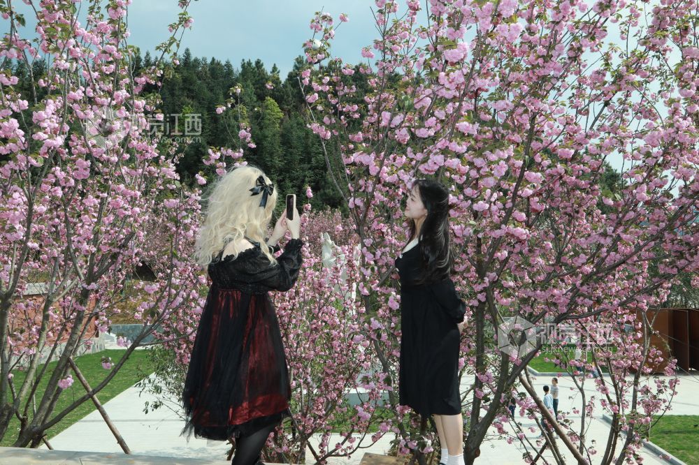2024年3月24日，恰逢周末，在江西万安县芙蓉镇月亮湾小区广场附近的一株株?；ㄓ缡⒖?，吸引了周末外出游玩的市民前来赏花打卡。