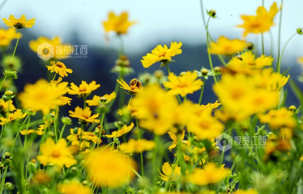 5月8日，在江西省新余市渝水区良山镇下保村，蝴蝶在花海中翩翩起舞。