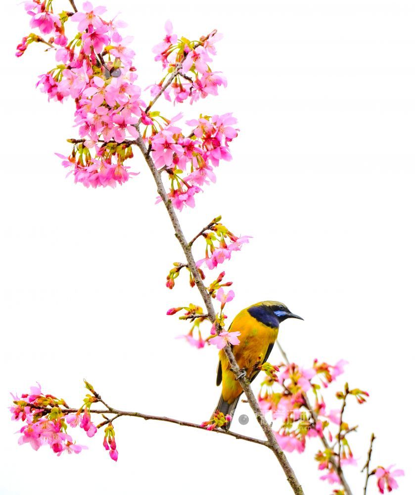 橙腹叶鹎不停地在枝叶间跳上跳下，或在?；浞衫捶扇ィ欢戏⒊鲈枚慕猩? bigimg=