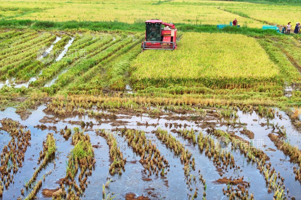 7月13日，江西省吉安市泰和县塘洲镇洲头村早稻种植区，农民驾驶收割机正在抢收夏粮，确保颗粒归仓。