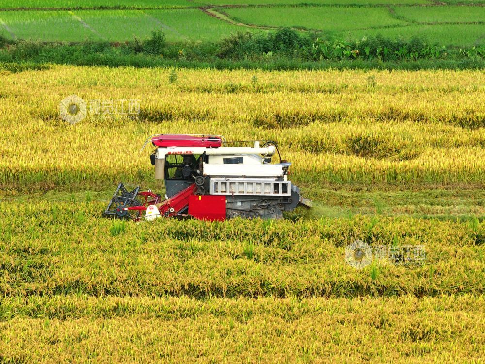 7月13日，江西省吉安市泰和县塘洲镇洲头村早稻种植区，农民驾驶收割机正在抢收夏粮，确?？帕９椴帧? bigimg=